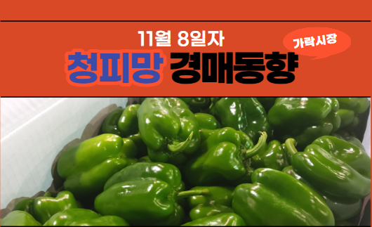  [경매사 일일보고] 11월 8일자 가락시장 청피망 경매동향을 살펴보겠습니다!