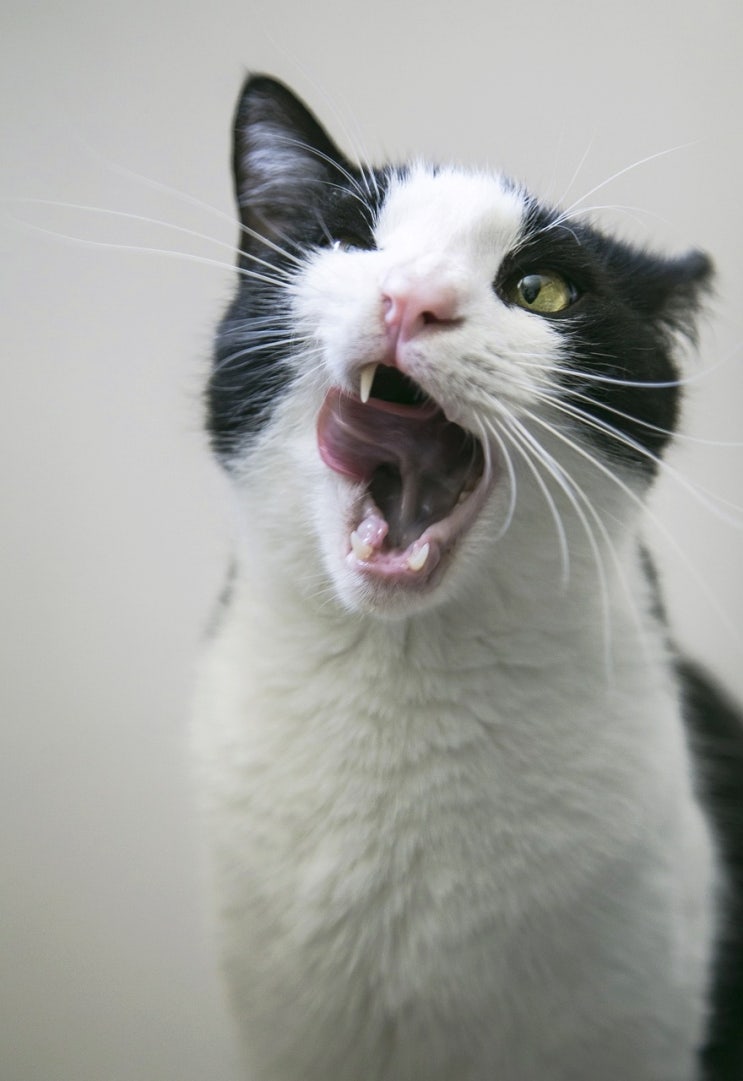 고양이 구내염 초기 증상 원인 예방 치료 방법