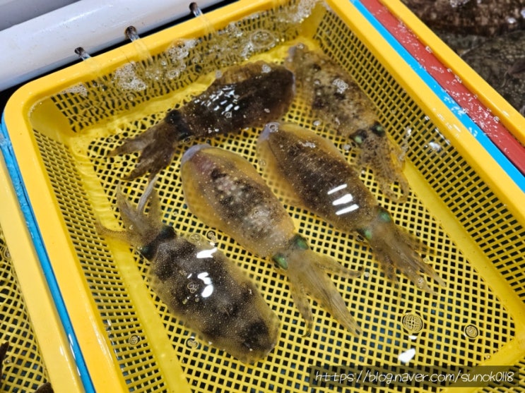  동해 묵호항 수산시장 묵호항활어판매센터 제철 무늬오징어 구매후기
