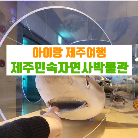  아이와 제주도 여행 제주민속자연사박물관 추천. 아이가 좋아하는 상어 만져볼수있어요