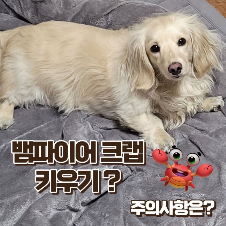  민물게 키우기 뱀파이어 크랩의 모든정보