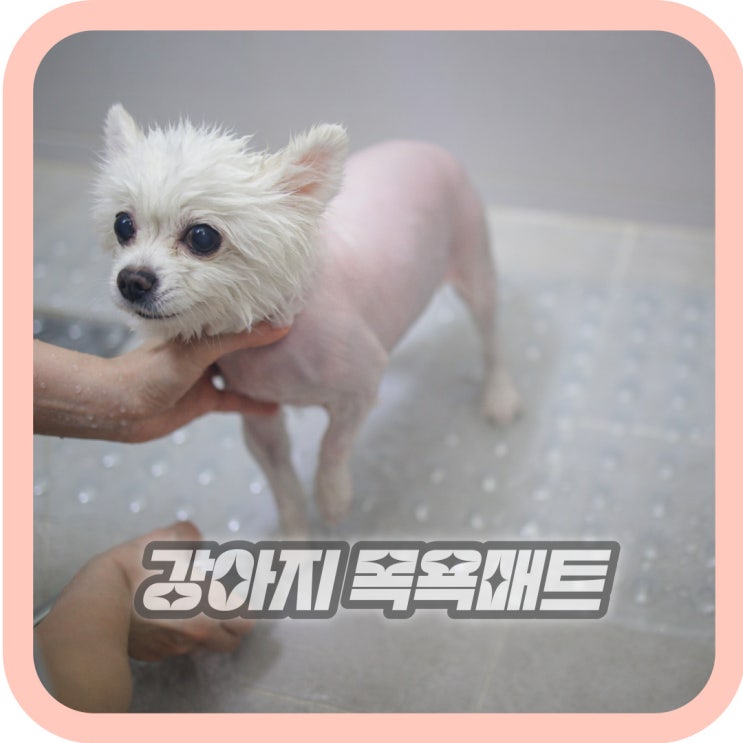  강아지 샤워매트 강화소소 강아지목욕매트 사용기