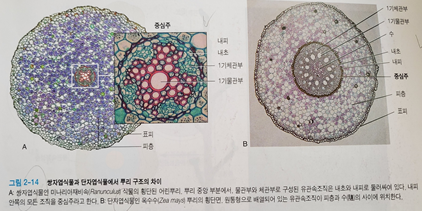 [일반생물학 및 실험] 3주차 식물의 구조(줄기, 뿌리) : 네이버 블로그