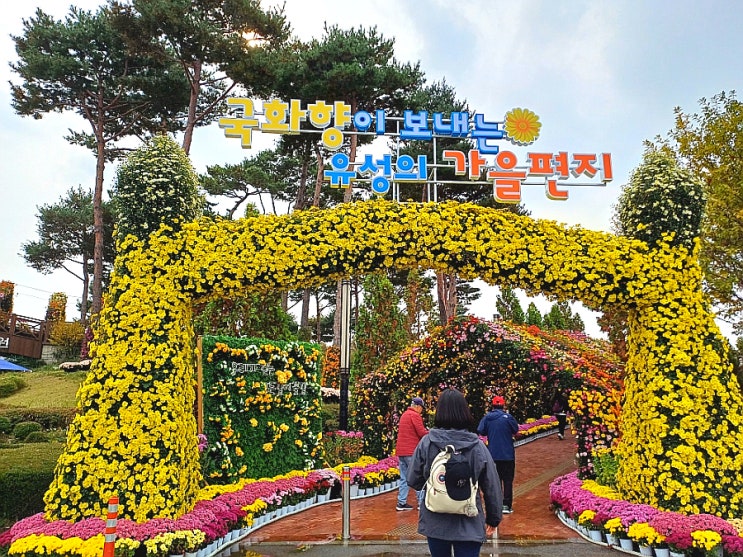  대전 국화꽃축제 유림공원 가을편지! 유성국화축제 연장