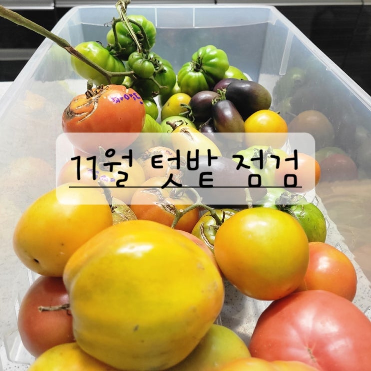  11월 텃밭채소 점검