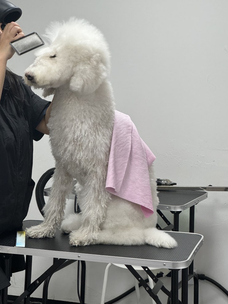  애견미용자격증 진짜 필요할까? 취업/창업