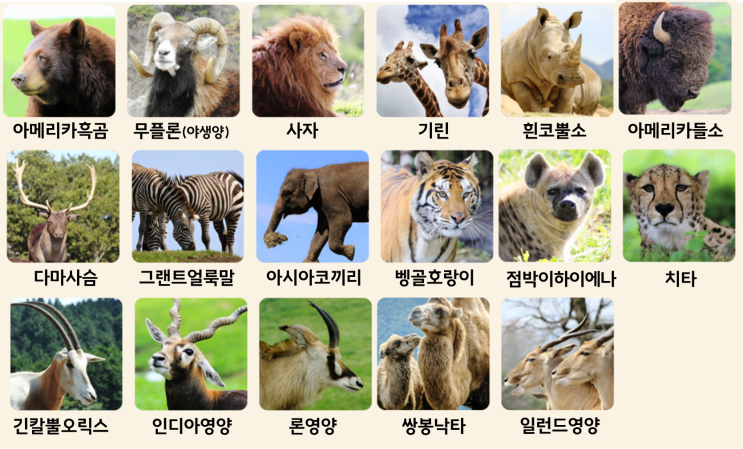  벳푸 야생 동물원 아프리칸 사파리, 렌트카로 마이카 사파리 후기, 할인 팁