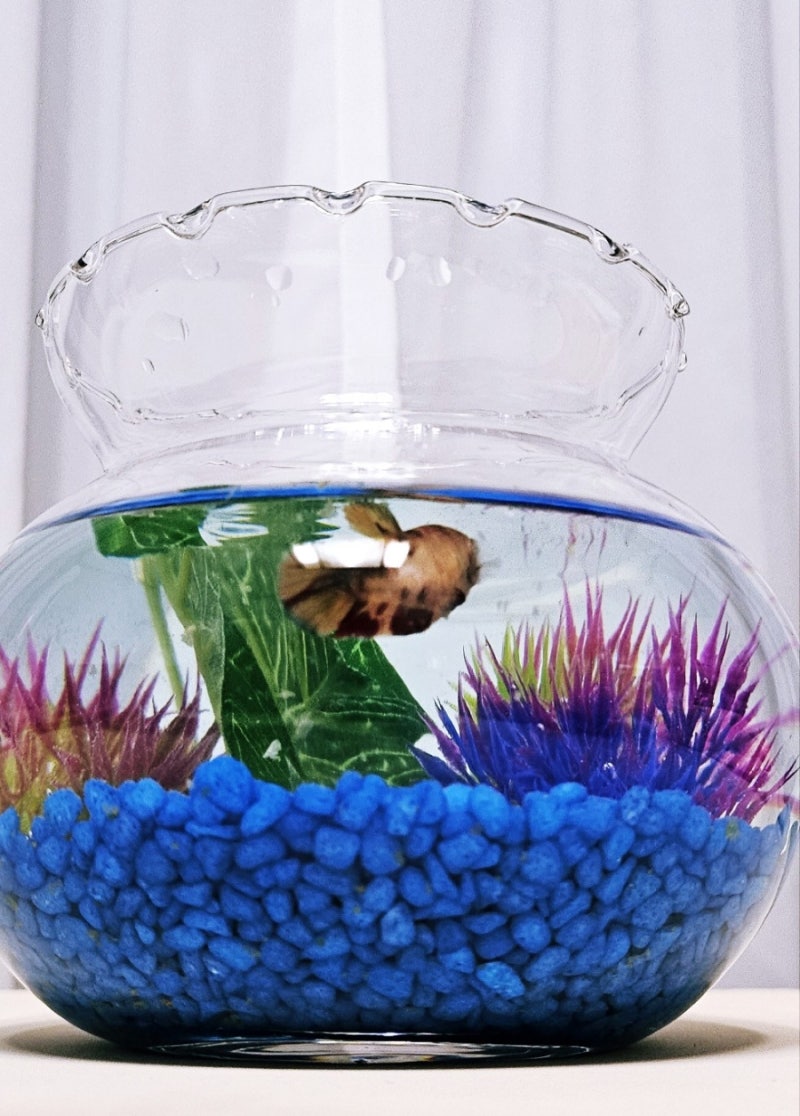 베타의 민족 :: 베타키우기 : 네이버 블로그, image size:800x1116