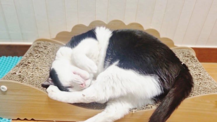  고양이 골골송 소리 내는 이유와 효과 (ft. 인상파 고양이)