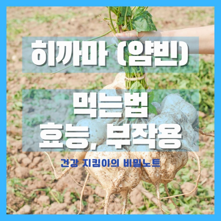  히까마 효능과 부작용 먹는법