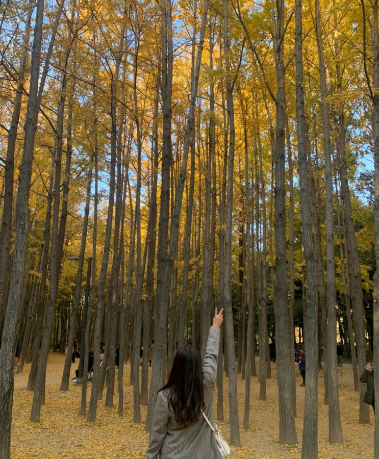 은행나무길 가을에 갈만한곳 서울숲 단풍구경
