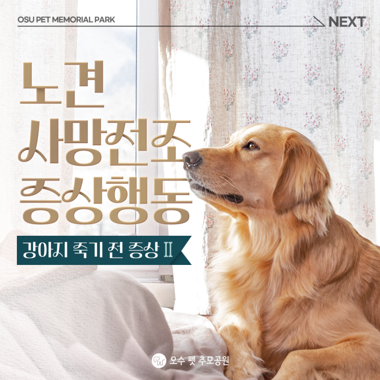  강아지 죽기전 증상, 노견 사망전조증상 행동