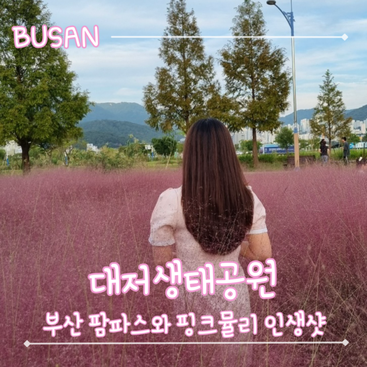 부산 가을 인생샷 찍기 좋은 대저생태공원 포토존 핑크뮬리와 팜파스
