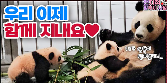 <b>루이바오 후이바오</b> 아이바오 합사 근황 루이후이 이름 중국... 