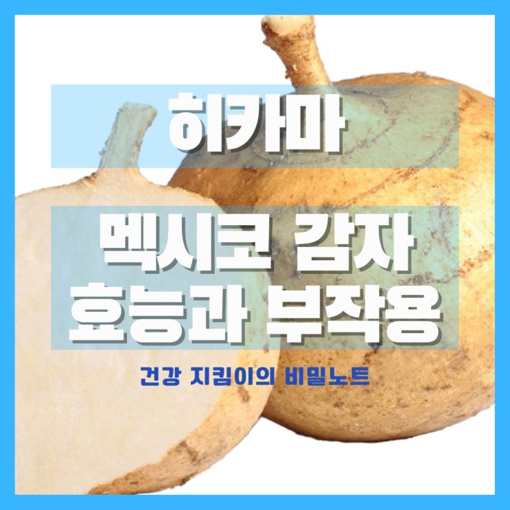  멕시코 감자 히카마 효능과 부작용