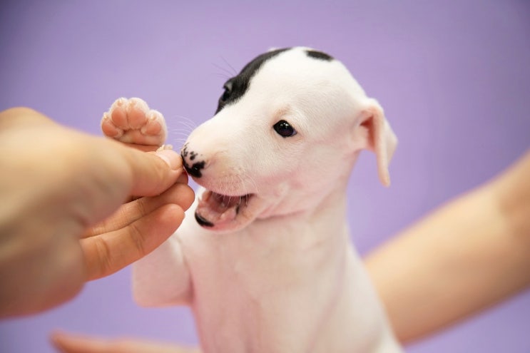 강아지 파보바이러스 증상 장염 원인 잠복기 치료