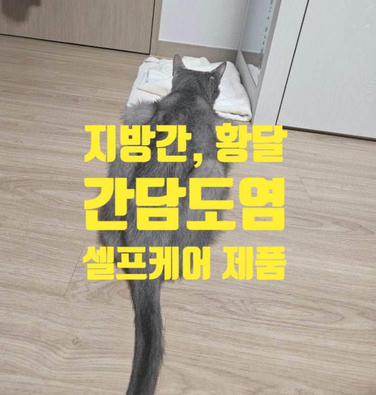  고양이 지방간 황달 간담도염 집에서 셀프케어 무조건 먹이세요. 잘 먹었던 제품 공유
