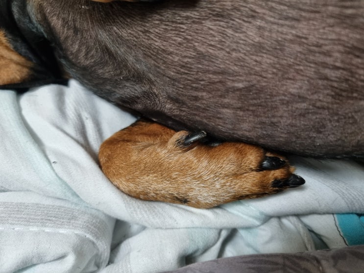  강아지 며느리발톱 기능 및 관리방법은?