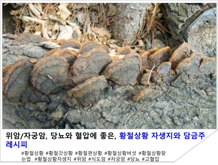  위암/자궁암, 당뇨와 혈압에 좋은, 황철상황버섯 자생지와 담금주 레시피