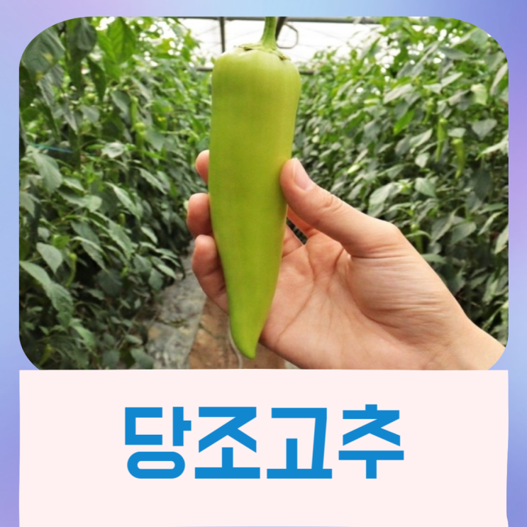  당조고추 효능 특징 당뇨예방