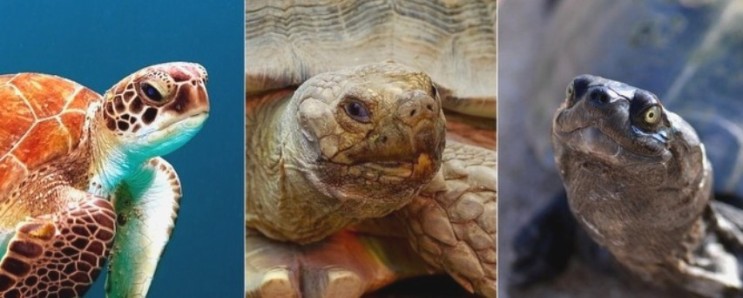 거북이(Turtle)와 거북(Tortoise),자라의 차이점