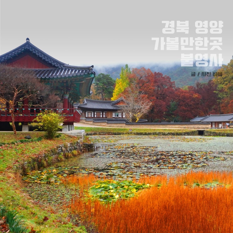  경북 울진 가볼만한곳 불영사 단풍 구경