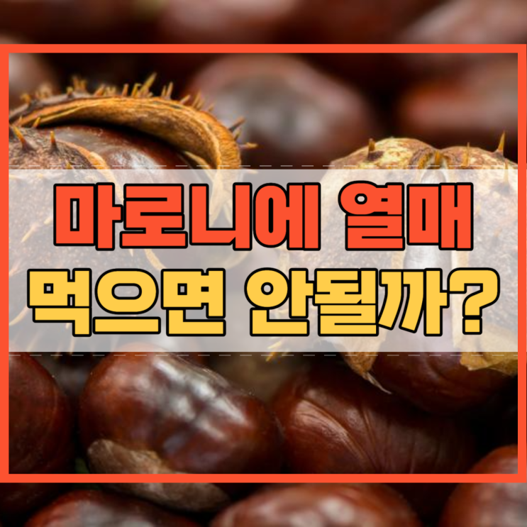  마로니에 열매 먹지 말아야 한다던데 왜 그럴까요?