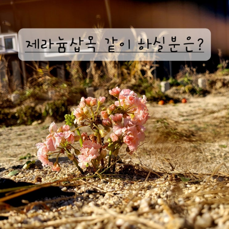  제라늄 삽목 같이 하실분은?