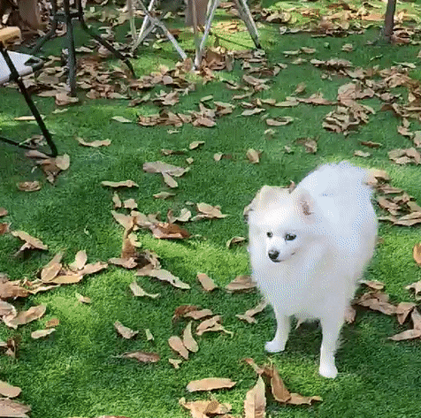  [용인/애견운동장] 컨츄리독 힐링파크 (집사들도 주기적으로 힐링 시켜줘라!)