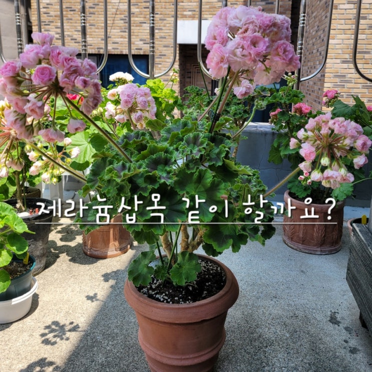  제라늄 삽목 같이 해볼까요?