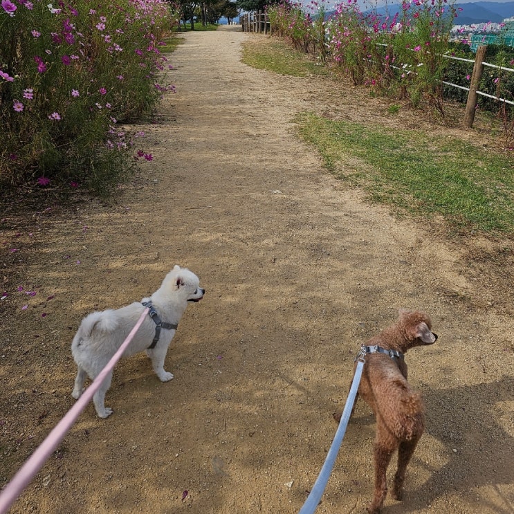  대구  해맞이동산별빛산책로 월드컵경기장   반려견 산책으로 최고