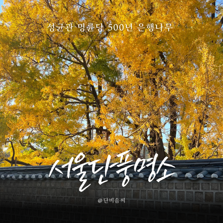  서울 단풍 명소 성균관 명륜당 500년 은행나무 출사다녀왔어요!