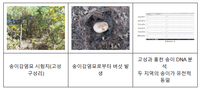 산불로 타버린 송이산, 국립산림과학원에서 개발한 송이 인공재배법으로 빠른 회복 가능 산불로 타버린 송이산, 국립산림과학원에서 개발한 송이 인공재배법으로 빠른 회복 가능