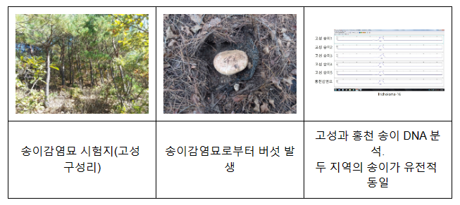 산불로 타버린 송이산, 국립산림과학원에서 개발한 송이 인공재배법으로 빠른 회복 가능