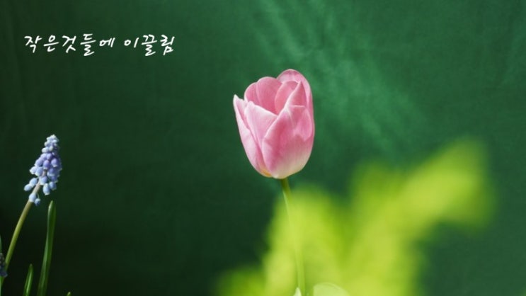  튤립구근 심기, 심는시기, 심는 방법, 월동온도, 작년구근에서 꽃이 필까?