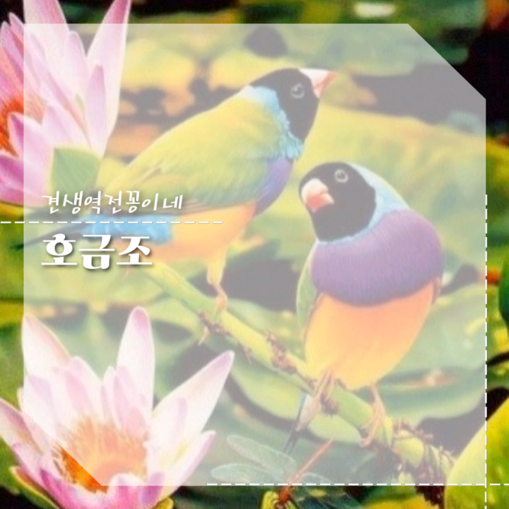  호금조 분양 새끼 특징 반려조 새키우기 방법