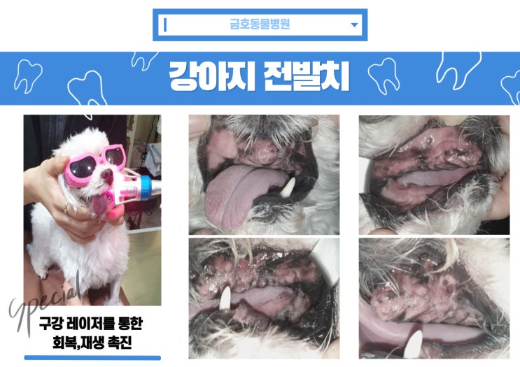 광주 강아지 치과 - 5살 강아지의 전발치 Case [광주 치과 동물병원, 금호동 동물병원, 강아지 치주염, 강아지 치은염, 강아지 치주질환, 강아지 전발치, 강아지 발치]