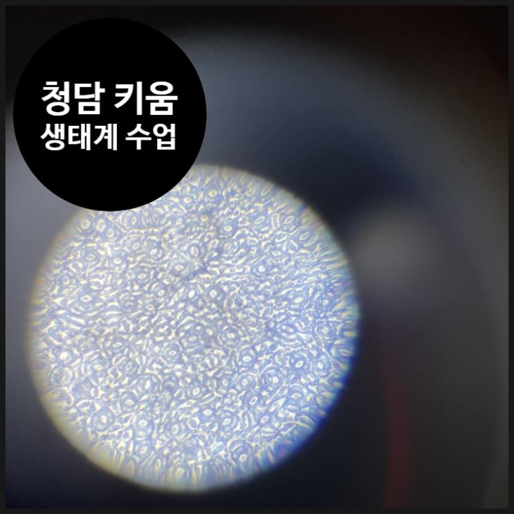  [청담 키움센터] 해피한 생태계 과학 수업 | 오해피데이지 | 방과후 초등학교 서울시 돌봄