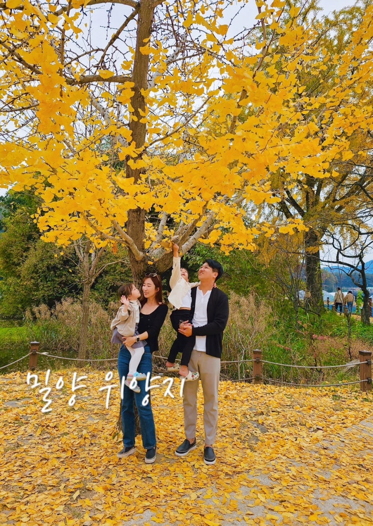  경남 가볼만한곳 밀양 위양지 가을 단풍 명소 아이랑