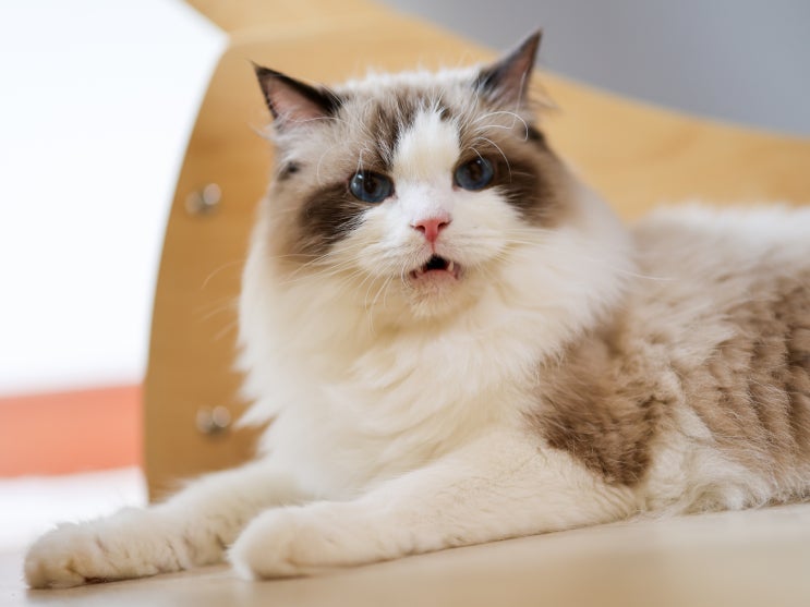 고양이 구내염 증상 원인, 초기 침흘림 치료 약 주사 발치 진단 전염 여부