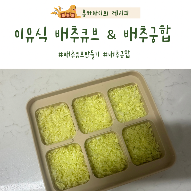  이유식 배추큐브 만드는 법 배추궁합