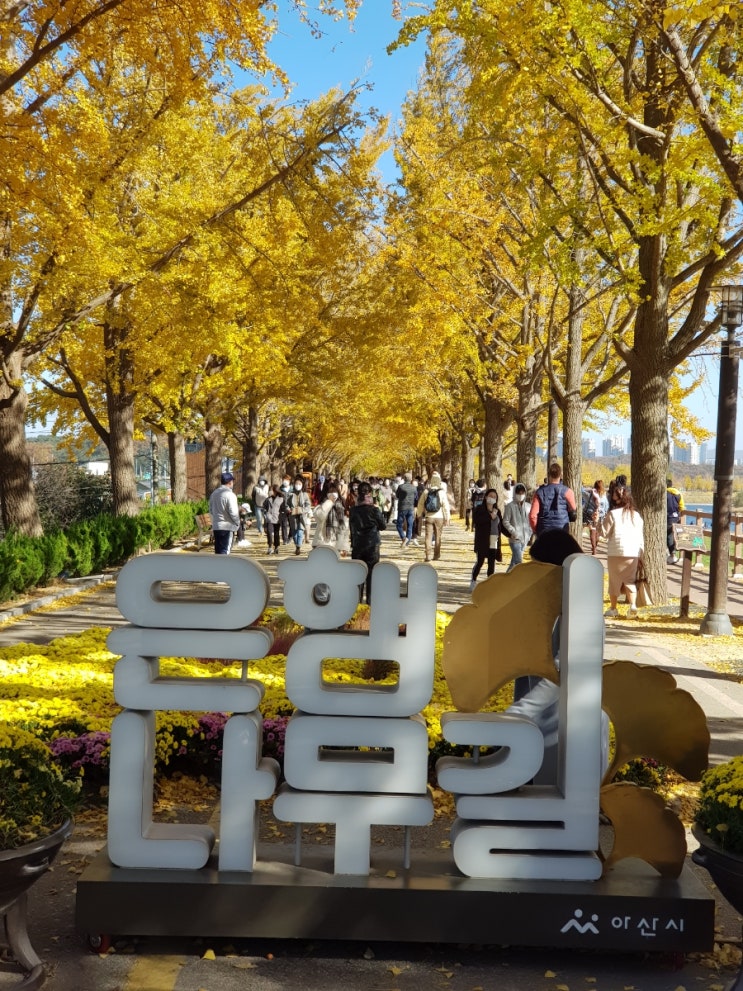  천안아산 은행나무길 곡교천