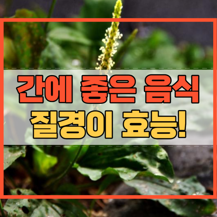  질경이 효능 차 씨앗 간에 좋은 음식 알고 계시나요?
