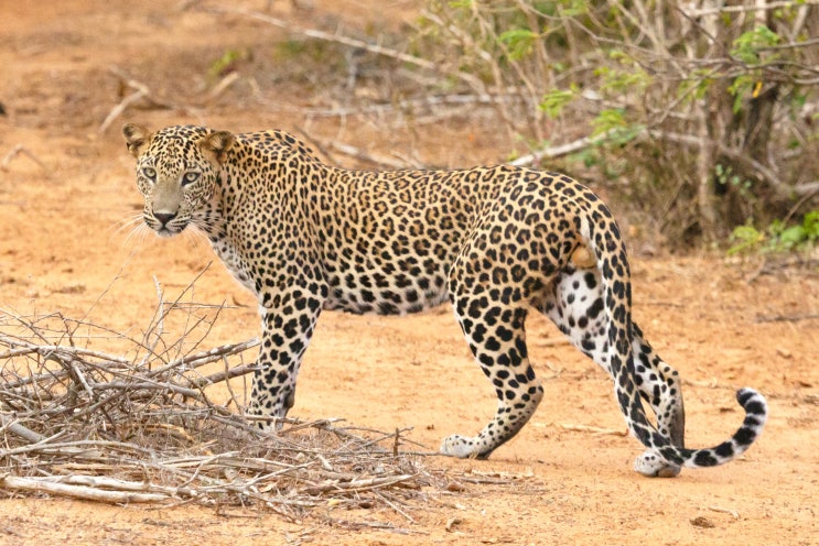  [도봉구 창동 영어 과외] Leopard, Iron, Adjacent 어떻게 발음하세요?