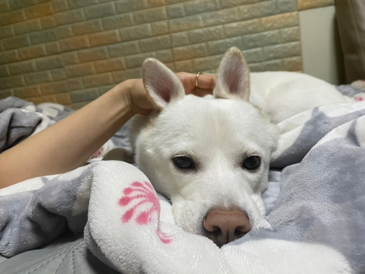  강아지 펫보험 현대해상 건강한펫케어보험 가입하기, 가입후기