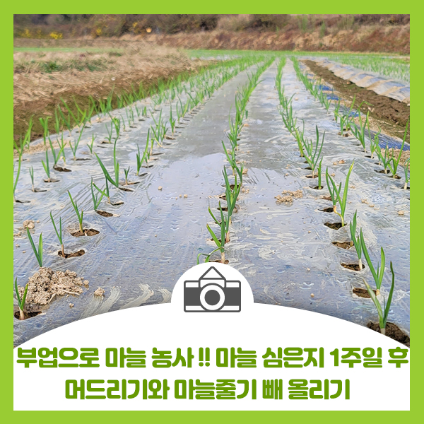  부업으로 마늘농사!! 마늘 심은지 일주일 후 머드리기와 마늘 줄기 빼 올리기
