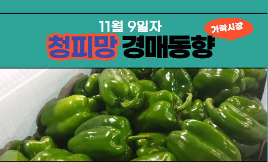  [경매사 일일보고] 11월 9일자가락시장 청피망 경매동향을 살펴보겠습니다!