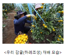 대체 작목으로 우리 감귤 키워볼까? 대체 작목으로 우리 감귤 키워볼까?
