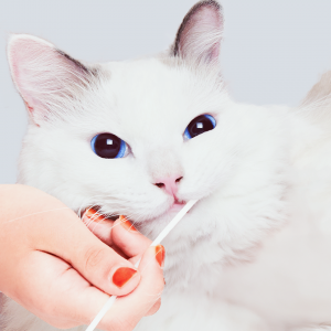  고양이 건강검진 피터스랩 (ft. 노묘 다묘 가성비 건강검진, 고양이유전자검사,고양이DNA검사,고양이건강검진비용)