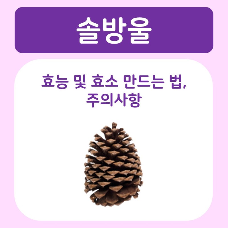 솔방울 효능 및 효소 만드는 법 주의사항까지 함께 알아보기